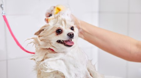 How Do I Train My Dog To Stay Still During Grooming?